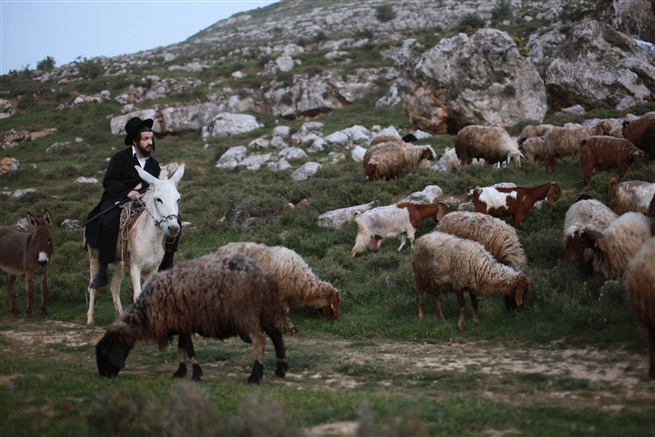 Ultra orthodox rides on a Donkey in Jerusalem mountain March 2013