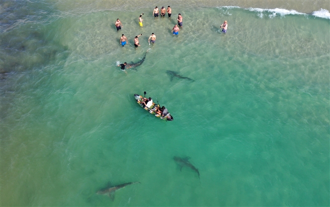 Israelis bathing near sharks in the Mediterranean Sea off the Israeli city of Hadera April , 2021.